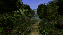 Forest-17