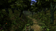 Forest-19
