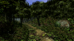 Forest-31