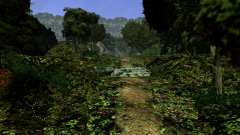 Forest-35