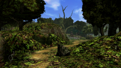 Forest-51