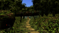 Forest-53