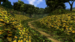 Forest-56
