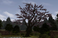 Cherry-Tree-2