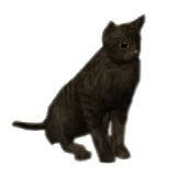 351-Cat-black