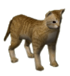 352-Cat-yellow