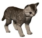 63-Kitten