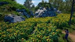 Sunflower-Grove-10