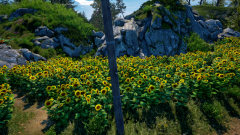 Sunflower-Grove-15