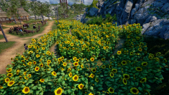 Sunflower-Grove-28