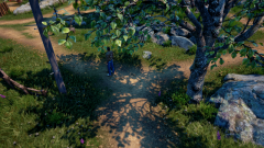 Sunflower-Grove-6