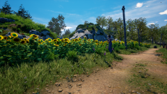Sunflower-Grove-8