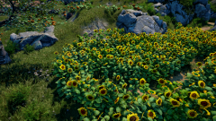 Sunflower-Grove-9