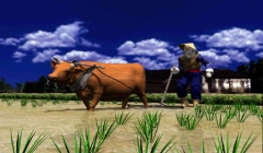 COW